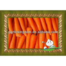 fresh carrots for sale/fresh Chinese carrots/ baby carrots